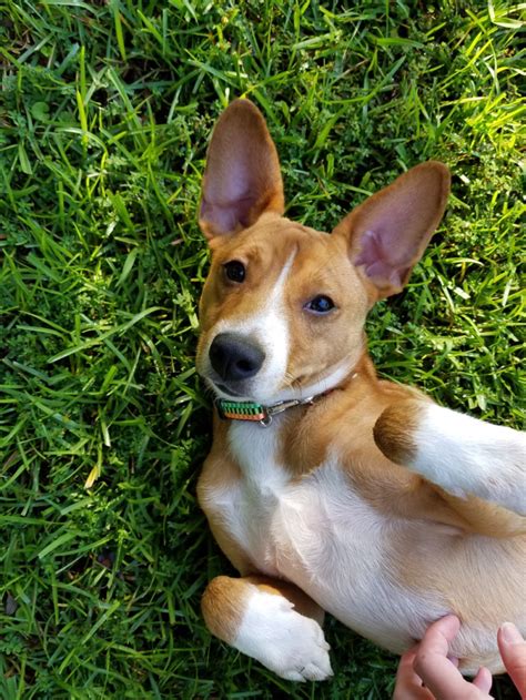 Decker terriers are a bigger more royal breed of rat terrier. . Decker rat terrier basenji